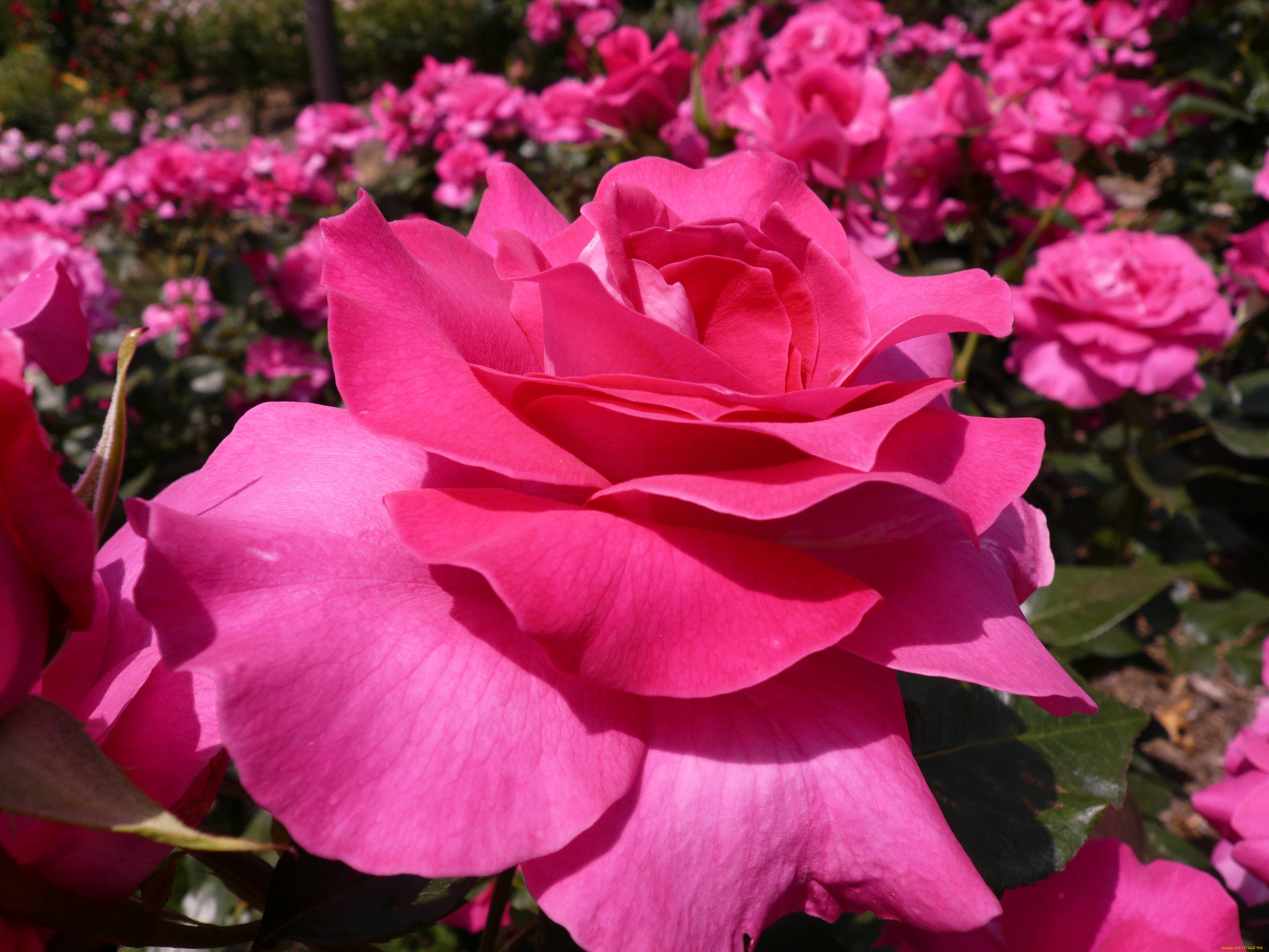 , , rose